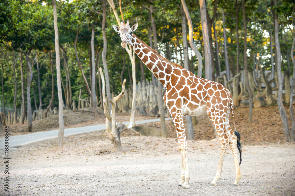 Obraz premium Reticulated giraffe