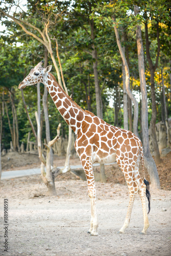 Reticulated giraffe