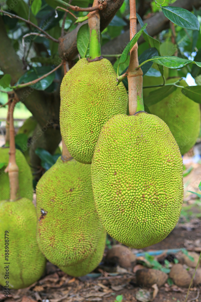 Natural fresh big jackfruits fruit hanging on tree.