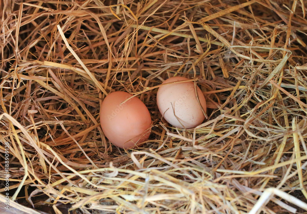 Two eggs lie on the background of hay.