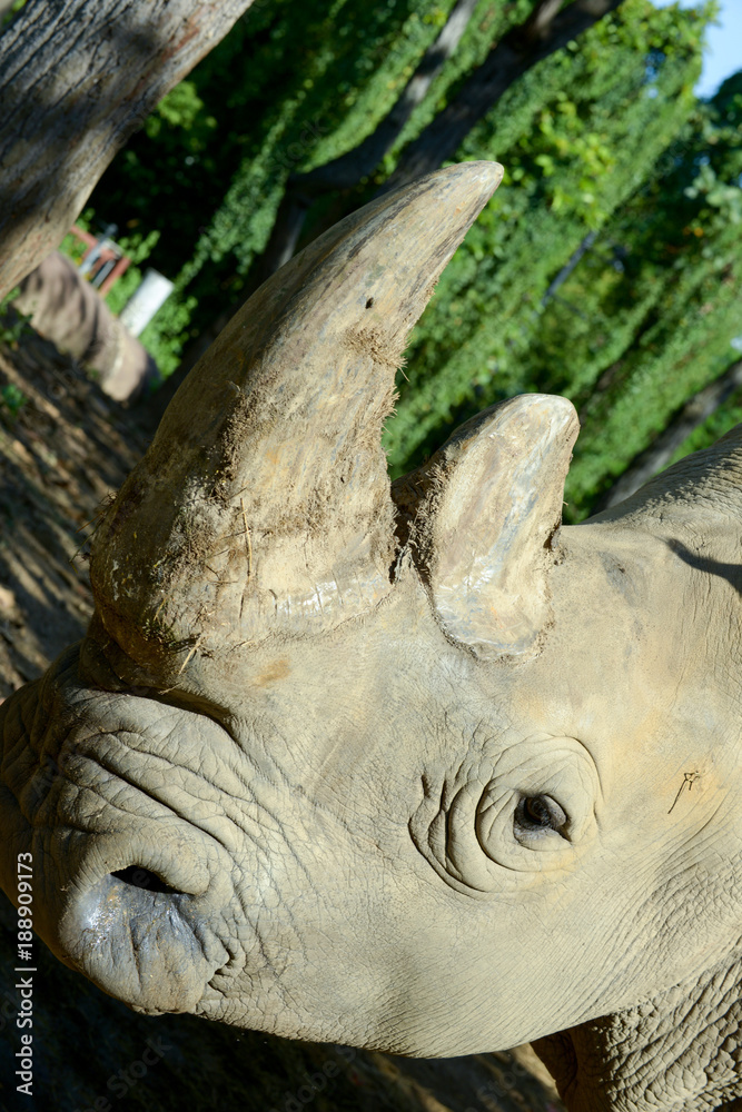 Fototapeta premium Rhino horn