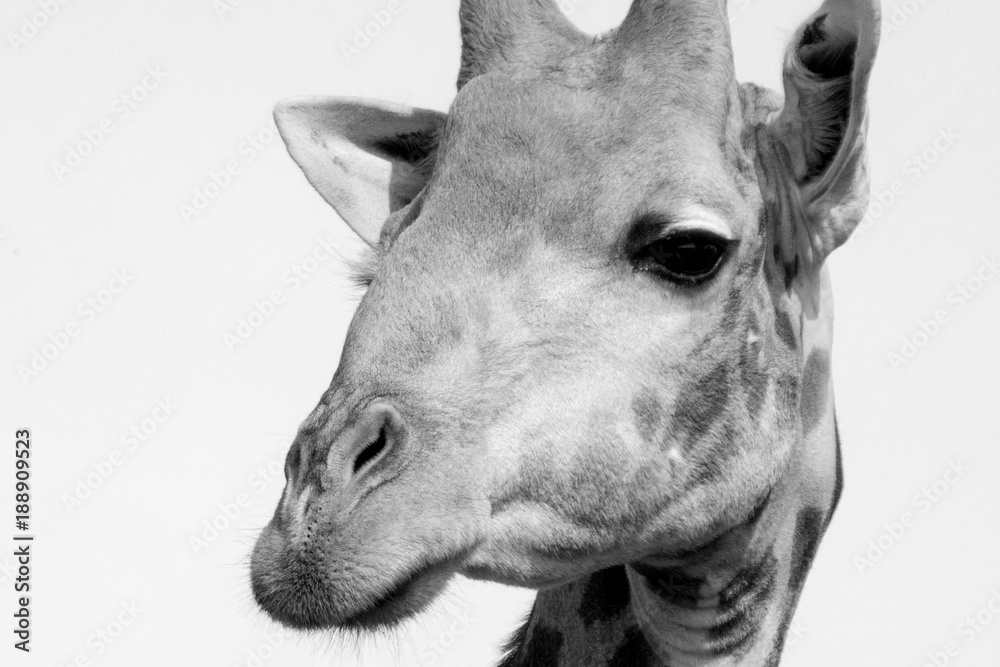 Naklejka premium Giraffe