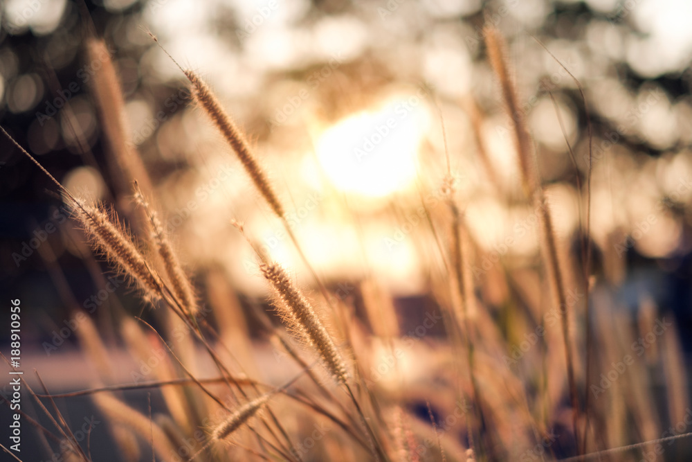 Obraz premium Close-up golden grass meadow at sunset