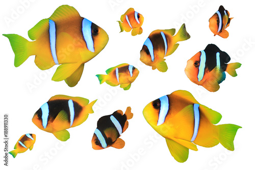 Clownfish anemonefish tropical fish isolated on white background