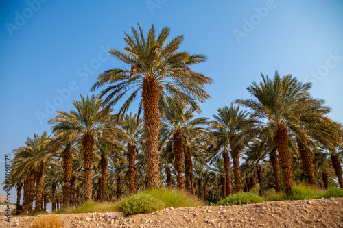 Date palm trees plantation © vvvita