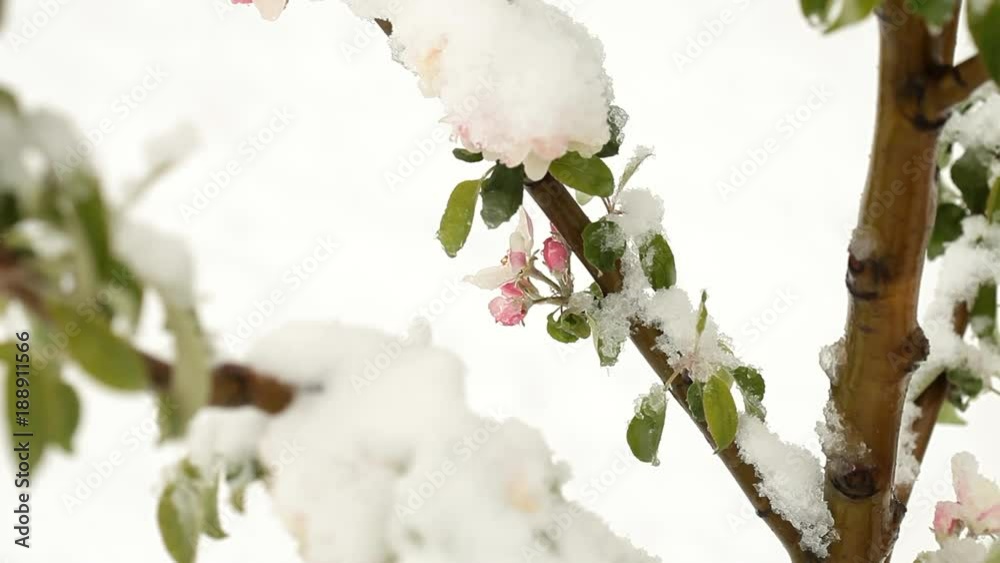 Snowing in April. Snow covered the blossoming fruit trees Snowing in April. Snow covered the blossoming fruit trees