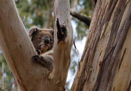 Photography Koala