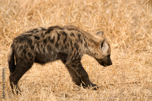 Spotted Hyena cub in submissive pose in the presence of clan adults