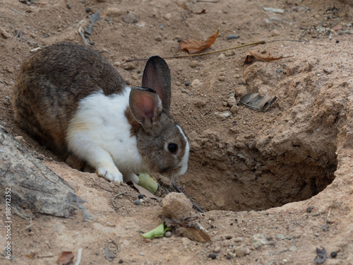 White and brown rabbit in front of the hole in a zoo