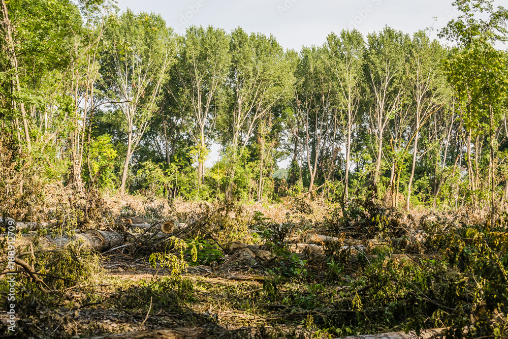 Obraz premium Perspective harvested forests 