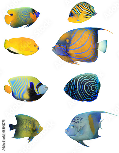Angelfish collection. Tropical reef fish of Indian and Pacific Oceans. Fish isolated on white background