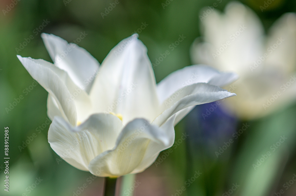 the flower. flower colorful. beautiful flowers the flower. flower colorful. beautiful flowers
