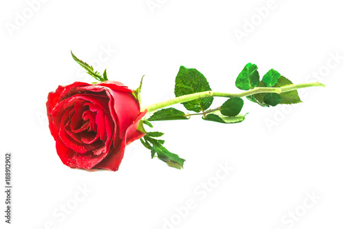 Fototapeta Naklejka Na Ścianę i Meble -  red rose isolate on white background