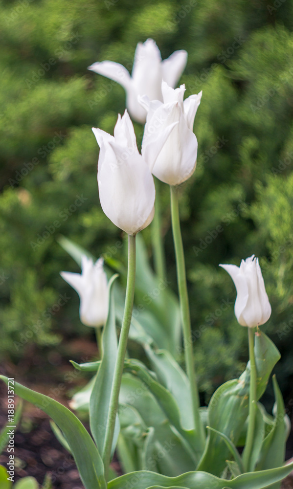 the flower. flower colorful. beautiful flowers