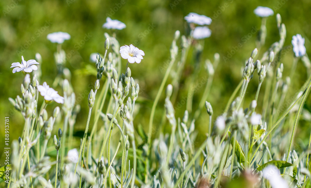 Fototapeta premium the flower. flower colorful. beautiful flowers