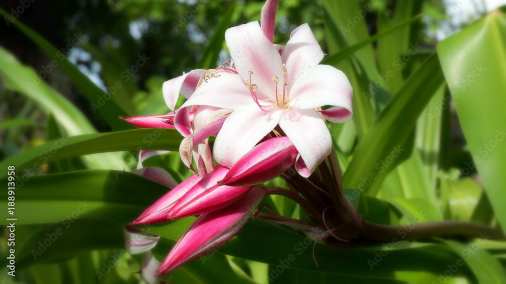 Fototapeta premium the flower. flower colorful. beautiful flowers