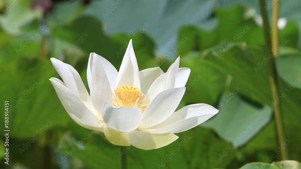 White water lotus in Botanical Garden. Island Mauritius . Close up White water lotus in Botanical Garden. Island Mauritius . Close up