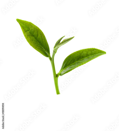 Green tea leaf isolated on white background, Fresh tea leaves on a white background