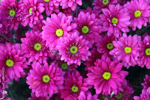 Pink and purple flower for background