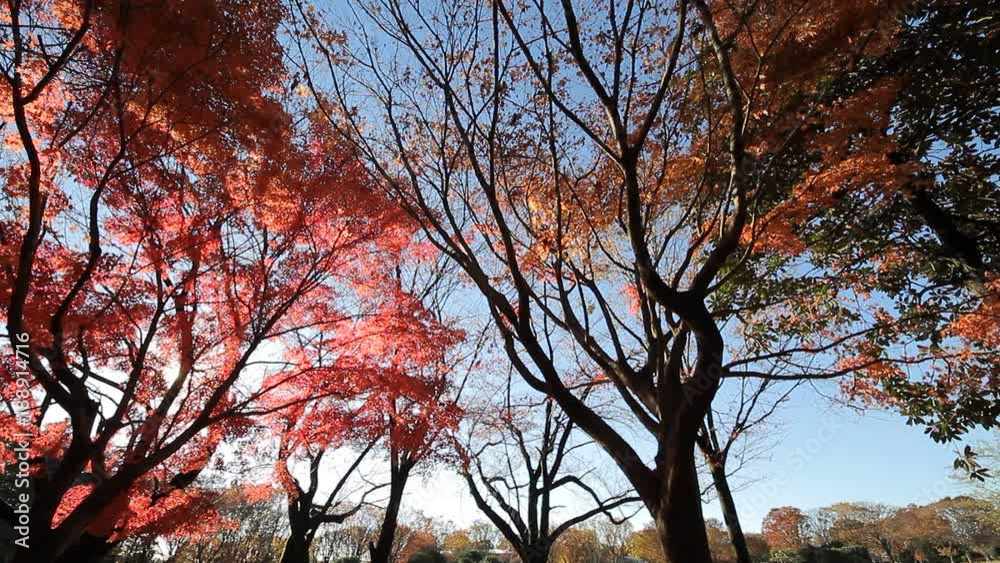 Autumn Leaves / Fall Colors / Fallen Leaves - Fix Autumn Leaves / Fall Colors / Fallen Leaves - Fix