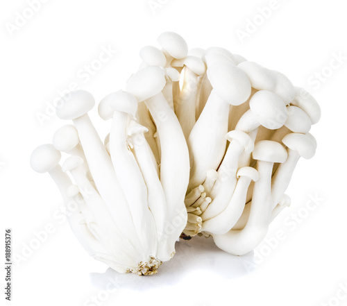 white shimeji mushroom isolated on white background