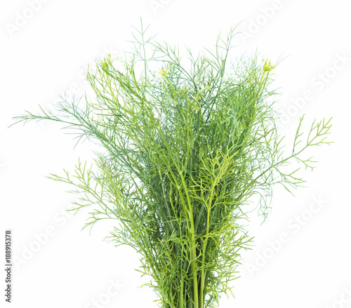 fresh dill isolated on white background