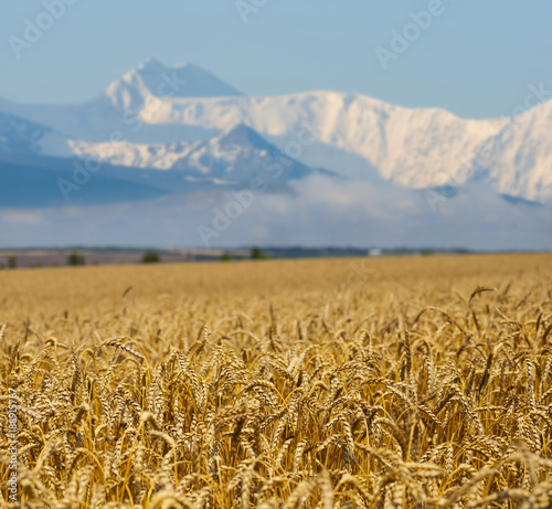 golden summer wheat field with snow mountain far away