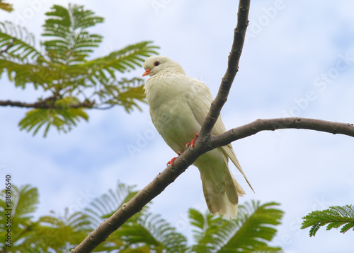 white dove on the branch
