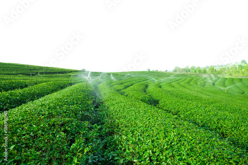 Green tea field isolated on white background