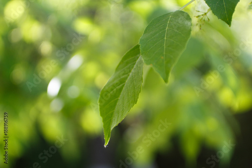 Green Leaf Trees on Forest