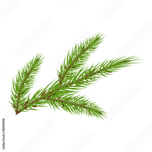 Fir tree branch