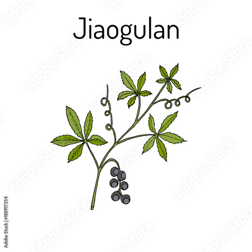 Jiaogulan Gynostemma pentaphyllum , medicinal plant