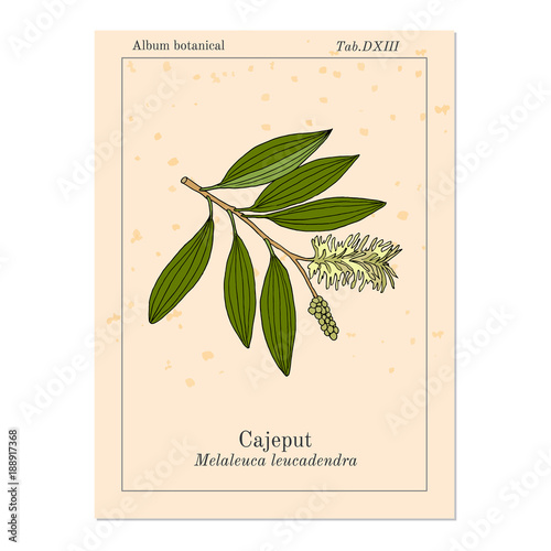 Cajeput Melaleuca leucadendron , or weeping paperbark, medicinal plant