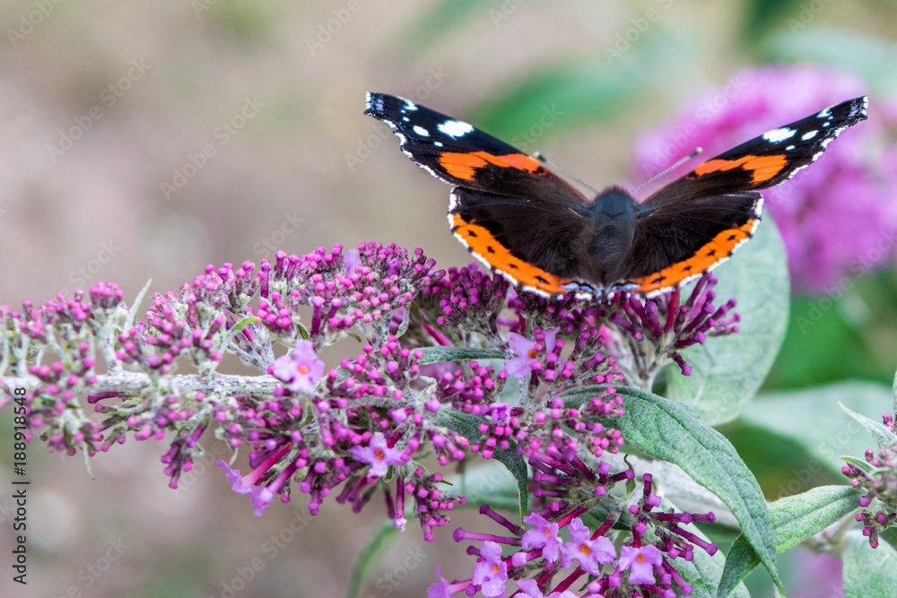 Fototapeta Motyli odpoczynek na kwiatku