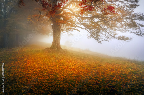Foggy morning day
