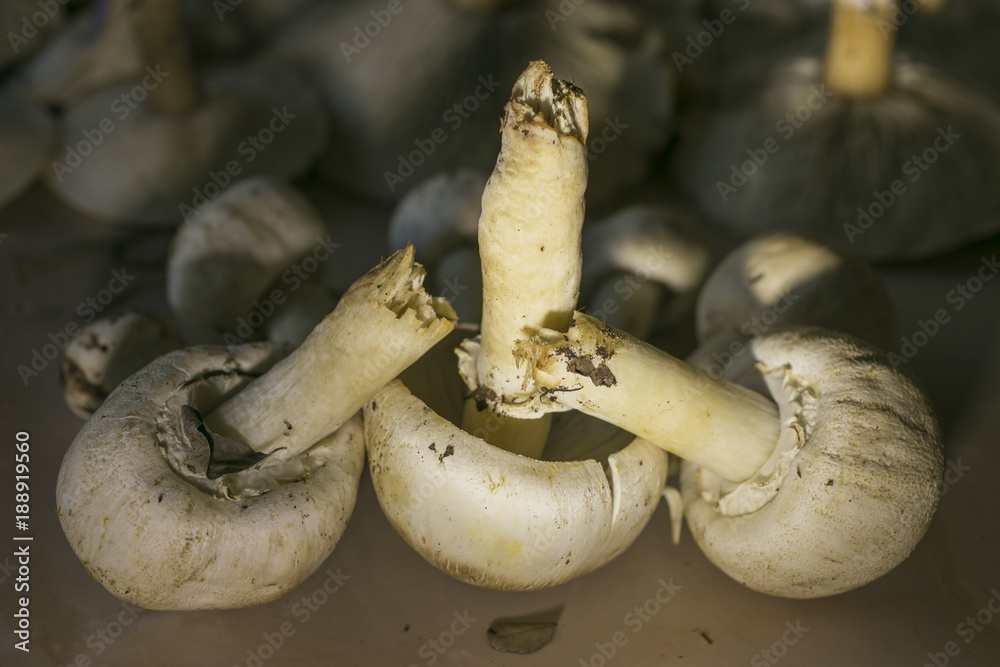 A rich harvest of forest mushrooms. Champignons on the table. A rich harvest of forest mushrooms. Champignons on the table.