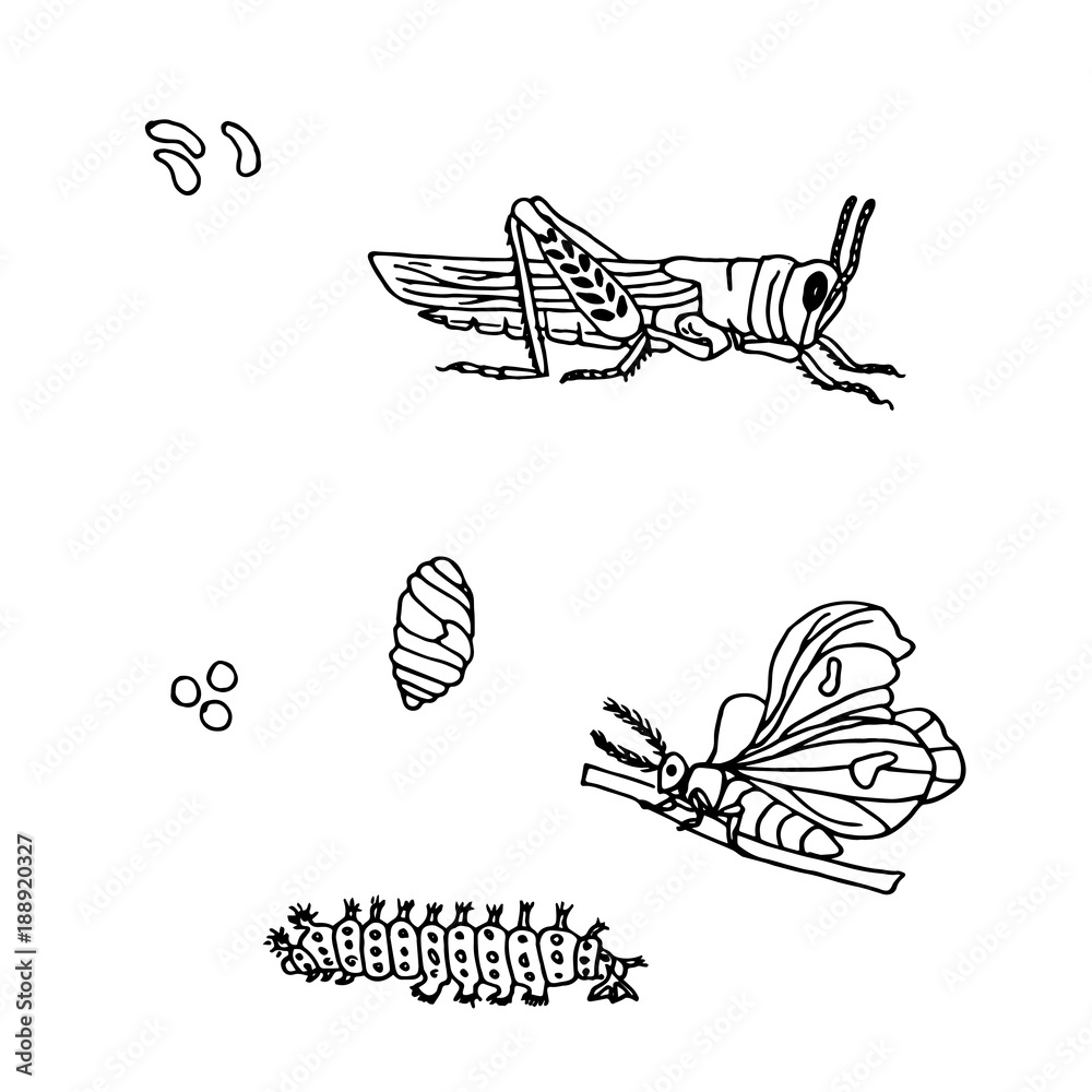 Botfly Larva Drawing Tutorial  PRB ARTS