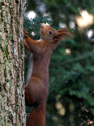 Niedliches Eichhörnchen
