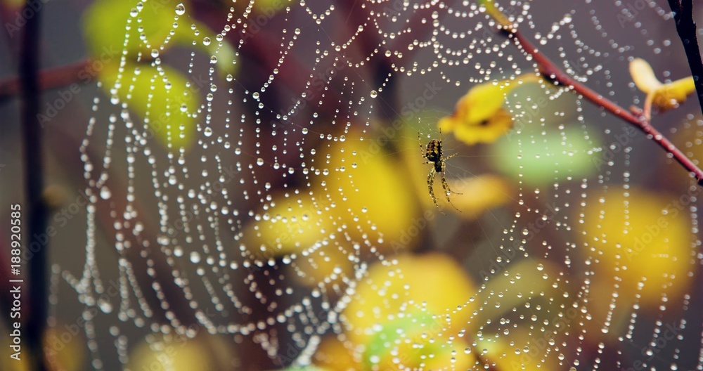 Spider, Scotland Spider, Scotland
