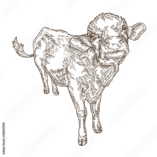 Hand drawn cow isolated on white background. Farm animal design. Vector illustration in sketch style.