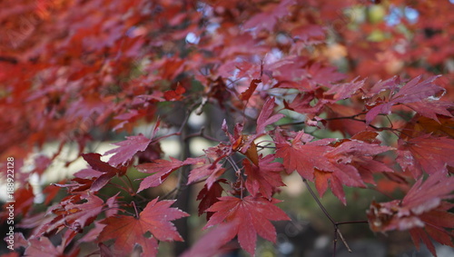 赤々と紅葉
