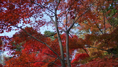 大輪紅葉