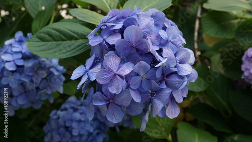 紫陽花