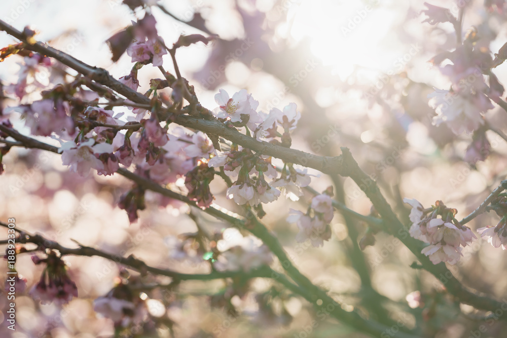 Tender sakura cherry tree blossom in spring morning