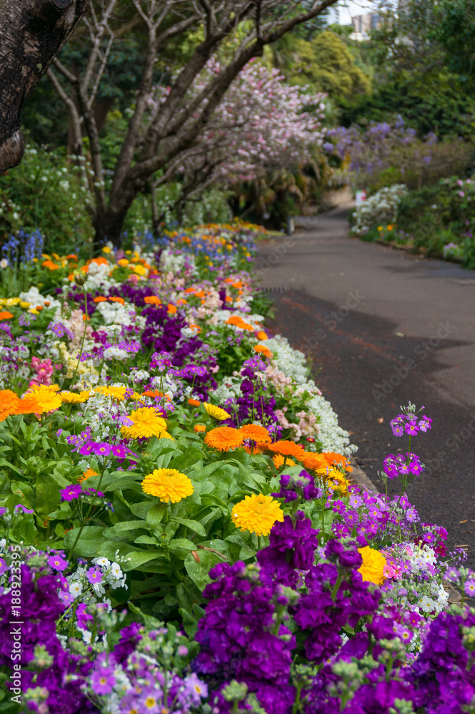 Colorful flowerbeds along the alley in the park
