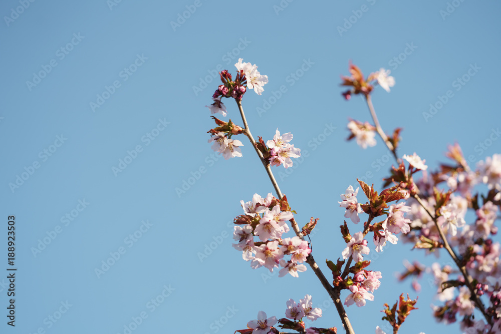 Tender sakura cherry tree blossom in spring morning Tender sakura cherry tree blossom in spring morning