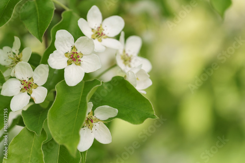 closeup of blossoming apple tree with white flowers in a garden