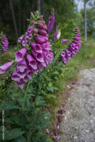 naparstnica photo