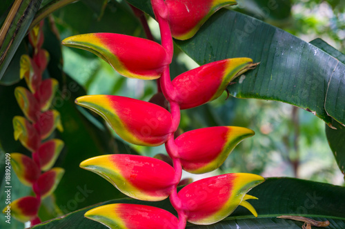 Colorful exotic flower, parrots beak or hanging lobster claw photo