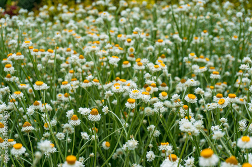 White and yellow chamomile flowers on a field, meadow © Olga K